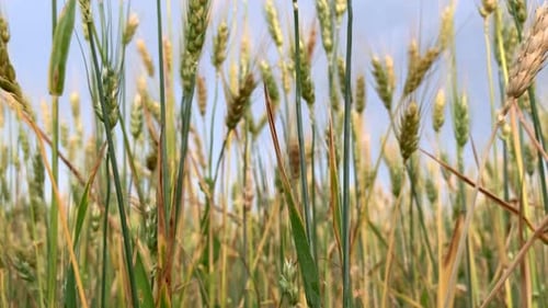 Ährchen Weizen auf einem großen Feld an bewölktem Sommertag.