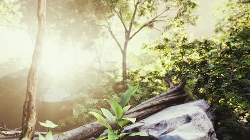 Grüner tropischer Wald mit Lichtstrahlen