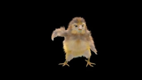 Cute Fluffy 3D Chick Dancing Waving Animation