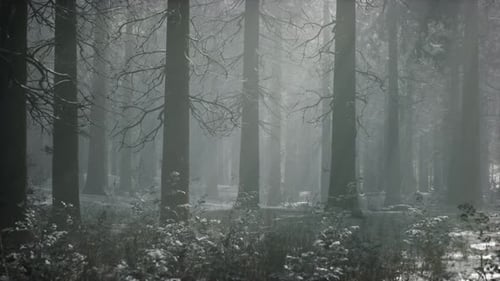 Winter Snowcovered Forest on a Cloudy Day