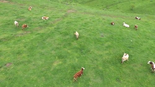 Aerial View of Cows Grazing in Alpine Meadow