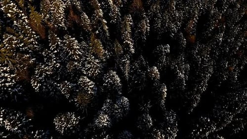 Winter Forest