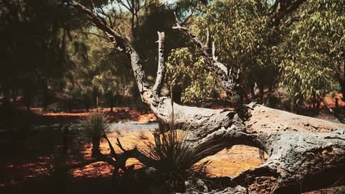 Autumn Desert Forest Landscape with Old Fallen Tree