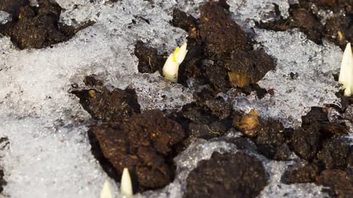 Tiny Flower Sprouts Emerging in Melting Snow