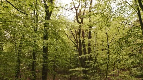 Gliding Through Forest in Between Trees