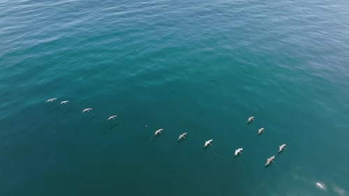 Aerial View of Birds and Mammals Catching Prey with Coastal Landscape Behind