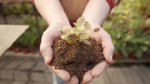 Hands Holding Small Plant in Dirt