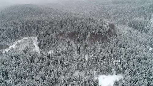 Snowy Forest Aerial View in Overcast Winter