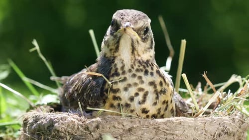 Baby Bird Opens Beak in Nest Close Up