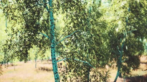 Birch Forest in Sun Rays in the Mornings