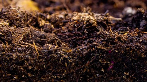 Seedling Sprouts From Soil in Time Lapse