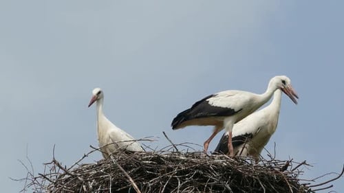 Storchenfamilie im Nest