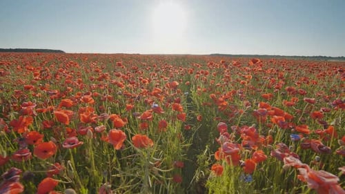 A Large Field of Red Poppy Flowers at Sunset