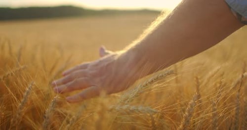 Close-up in Slow Motion a Male Farmer Touches a Wheat Brush in a Field in the Sun