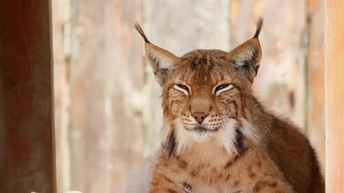 Ross Park Zoo Lynx ruht sich in seinem Holzhaus aus
