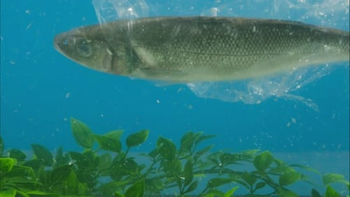 Peces muertos en basura plástica en el fondo del océano Concepto de contaminación del agua