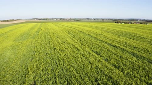Aerial Drone Shot a Green Field in a Rural Area Drone Flies Across the Field