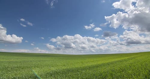 Green Wheat Field In Summer Day With Blue Timelapse Clouds 01