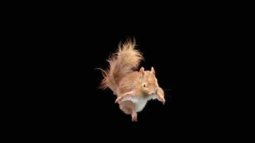 Animated Playful Brown Squirrel Runs and Hops