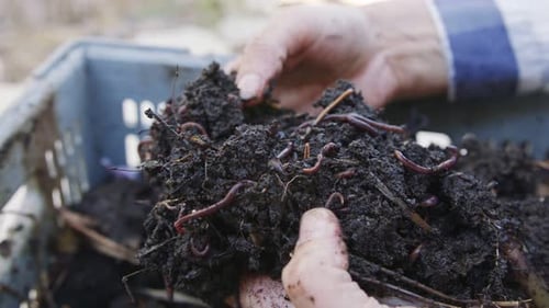 Close up of red worms inside fertile organic garden soil