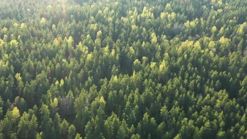 Drone flight above Forest