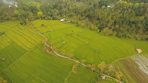 Terrace Rice Fields, Bali, Indonesien.