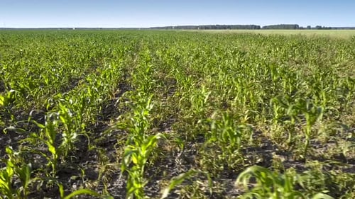 Bright Green Corn Leaves Grow on Boundless Field Aerial View