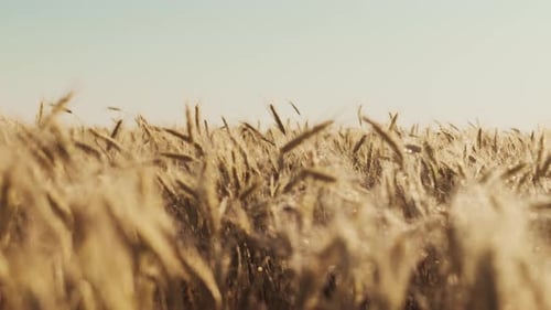 Field of Wheat