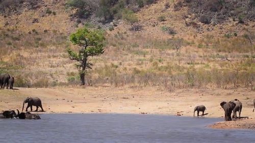 African bush elephant in Kruger National park, South Africa