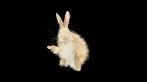 Cute Fluffy Rabbit Standing and Waving Animation