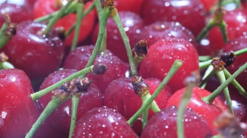 Fresh Red Cherries Close-Up with Water Droplets