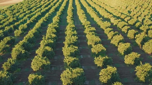 Green Farmland