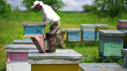Old bee smoker. Beekeeper working in apiary