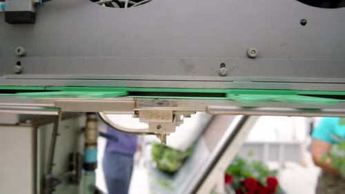 Red Roses on Conveyor Belt in Greenhouse