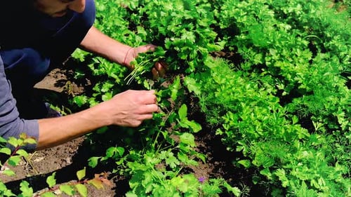 Man Harvesting Fresh Herbs in Summer Garden