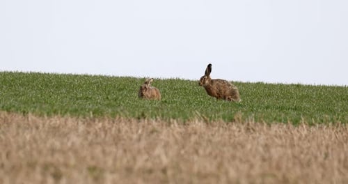 Two Brown Hares Resting in Grassy Field