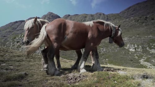 View of Shiny Brown Horses Frolicking Around By the Lake Ayous with the View of the Beautiful