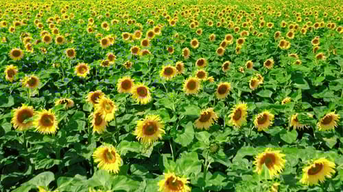 Aerial view of blooming sunflower field in summer