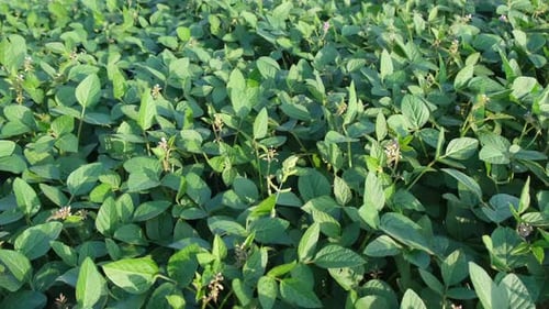 A View of the Soybean Field on a Summer Day