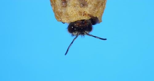|Europäische Honigbiene, Apis Mellifera, Entstehung einer Königin, Bienenstock in der Normandie, Echtzeit 4K