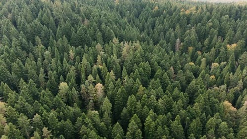 Early Autumn in Forest Aerial Top View. Mixed Forest, Green Conifers, Deciduous Trees with Yellow