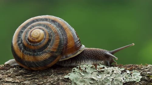 Snail