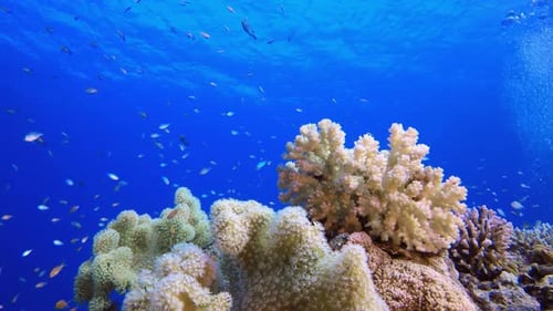 Red Sea Corals