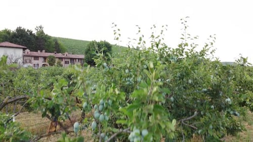 Plum Fruit Plant Agriculture Field in Rural Farm Countryside