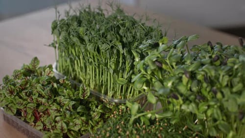 Micropousses fraîches et juteuses dans des contenants pour une nutrition adéquate, cultivées à la maison