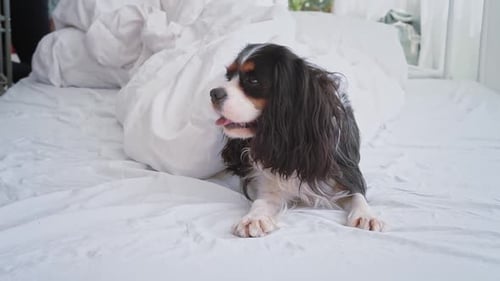 Cavalier King Charles Spaniel Dog Resting on Bed