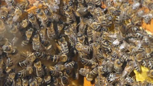 Bees