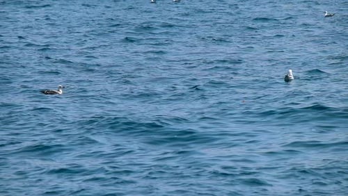 Möwen und Meer