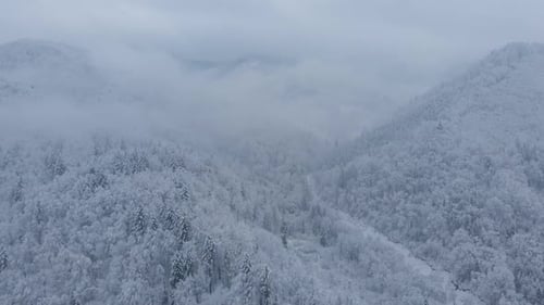 Aerial shot: spruce and pine winter forest completely covered by snow.