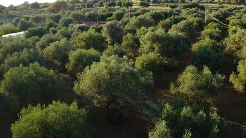 Aerial Olive Oil Land